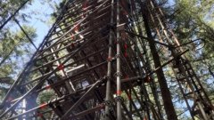 A view from the ground of a tower in a forest