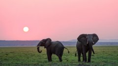 Two elephants roaming while the sun sets